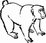Monkey Outline Drawing Coloring Popular Ape Line sketch template