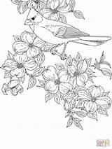 Coloring Cardinal Pages Dogwood Bird Printable Flower State Bluebonnet Cardinals Flowering Virginia Baseball Tennessee Color Drawing Orioles Mockingbird Carolina North sketch template