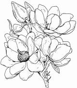 Magnolias sketch template
