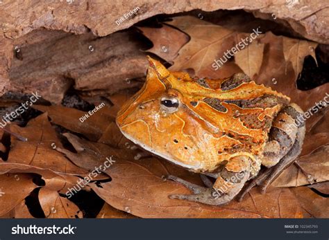 horned toad ceratophys cornuta amazon rainforest amphibian nocturnal