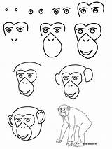 Chimpanzee Singe Apprendre Chimpanzé Zoo Colorier Mammals Ape Instructions Amusant sketch template