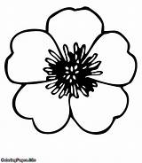Buttercup Coloring Flower sketch template