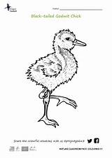 Godwit Chick sketch template