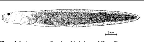 thermarces sp    epr photograph   video recorded  scientific