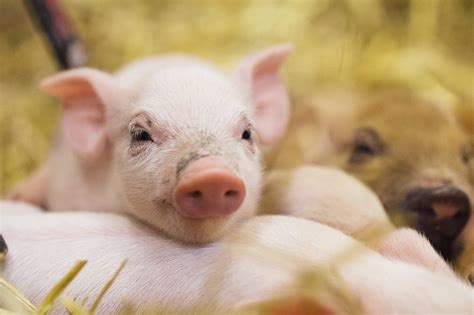 hay baby newborn farm animals   zoo debut mpr news