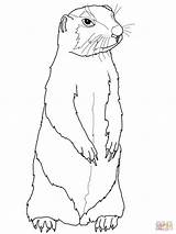 Prairie Dog Coloring Pages Drawing Gopher Printable Color Animal Ground Squirrel Drawings Animals Choose Board sketch template