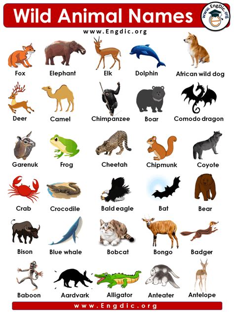 wild animals names  pictures engdic