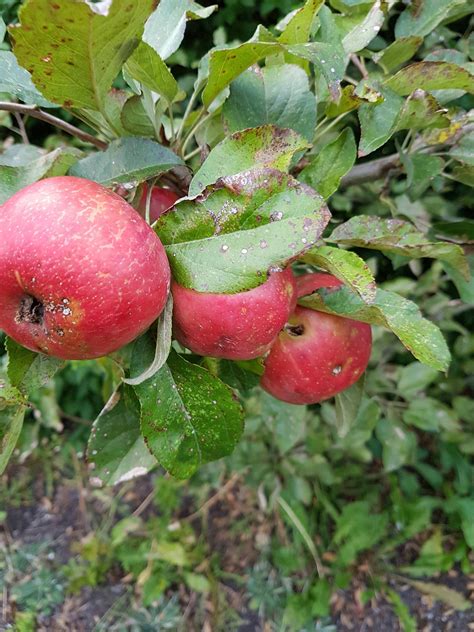 honeycrisp apple tree twin fruit