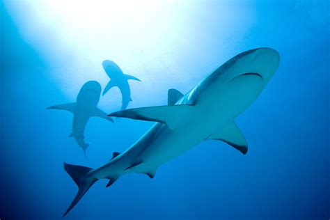 eve   shark week shedd campaign aims   sharks swimming wttw news