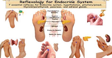 Reflexology Endocrine System 7 Essential Reflexes For Endocrine