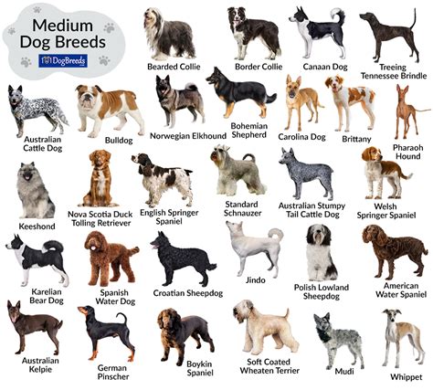 list  medium sized dog breeds  pictures dogbreedscom