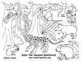 Rainforest Coloring Layers Getcolorings sketch template