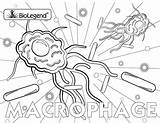 Bacterial Macrophage sketch template