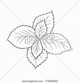 Mint Leaf Getdrawings Drawing sketch template
