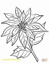 Poinsettia Outline Drawing Getdrawings Coloring sketch template