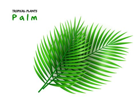 palm leaves vector illustration