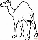 Dromedario Camellos sketch template