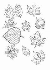 Feuilles Coloriage Automne Colorier Lierre sketch template