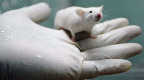 lab rats   stressed  men   skew experiments    npr