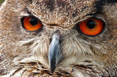 european eagle owl face macro birds wildlife photography  martin eager runic design