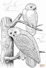 Pages Owls Coloring Owl Snowy Tree Colouring Two Printable Drawing Wildlife Color Sheets Adults Book Print ציעה ינשוף דף Adult sketch template