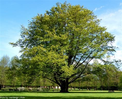 interesting facts beech trees  fun facts