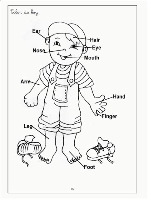 human body coloring pages  kids clor  body systems preschool