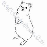 Quokka Coloring Pages Click sketch template