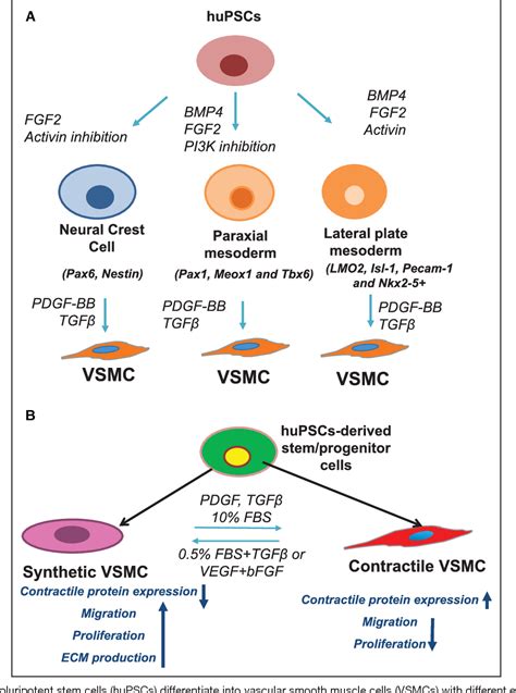 figure   differentiation  application  induced pluripotent stem cell derived vascular