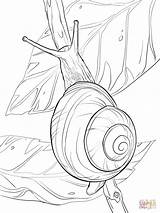 Snail Coloring Pages Drawing Realistic Outline Drawings Escargot Dessin Coloriage Lipped Colouring Mollusc Draw Un Snails Bugs Printable Color Animal sketch template