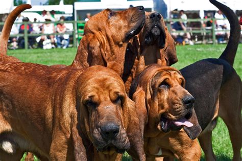 bloodhound dog breed pictures  images