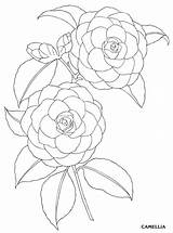 Camellia Plant Dover Colored Selbermachendeko Diyflowers sketch template