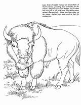Plains Great Designlooter Buffalo Bison sketch template