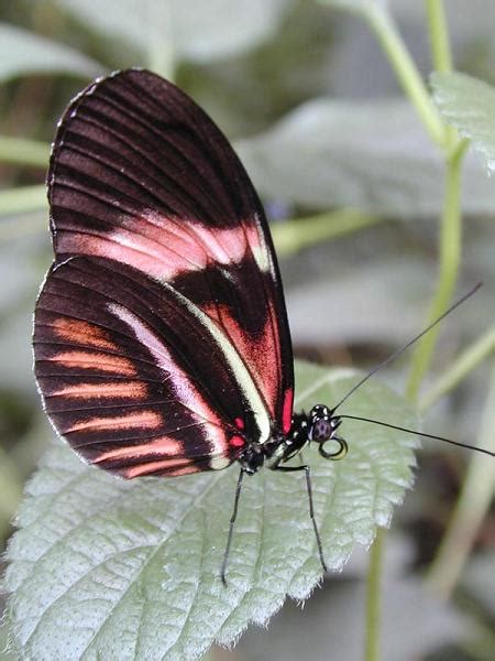kelebekler lepidoptera kelebek resimleri  katalog