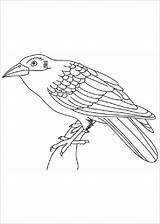 Coloring Crow Pages Bird Kids Cuckoo Indian Cuckoos Crows Coloringbay Color sketch template