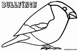Bullfinch Coloring 5kb 666px 1000 sketch template