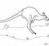 Wallaby Coloring Pages Jumping Designlooter Printable 41kb 1200 Necked Baby Red sketch template