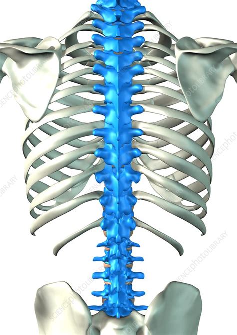 spine stock image p science photo library