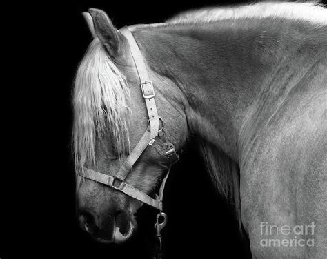 horse head photograph  mim white