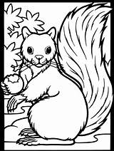 Squirrel Acorn Coloring Version Print Color Online sketch template