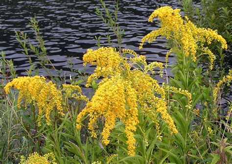 kentucky state flower  goldenrod proflowers blog cool plants