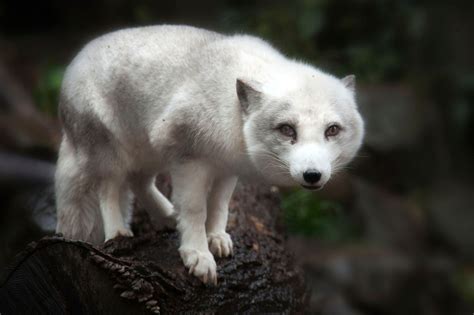 isatis  arctic fox vulpes lagopus     white fox