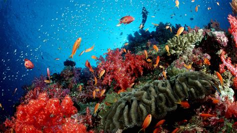meer korallenriffe korallenriffe meer natur planet wissen