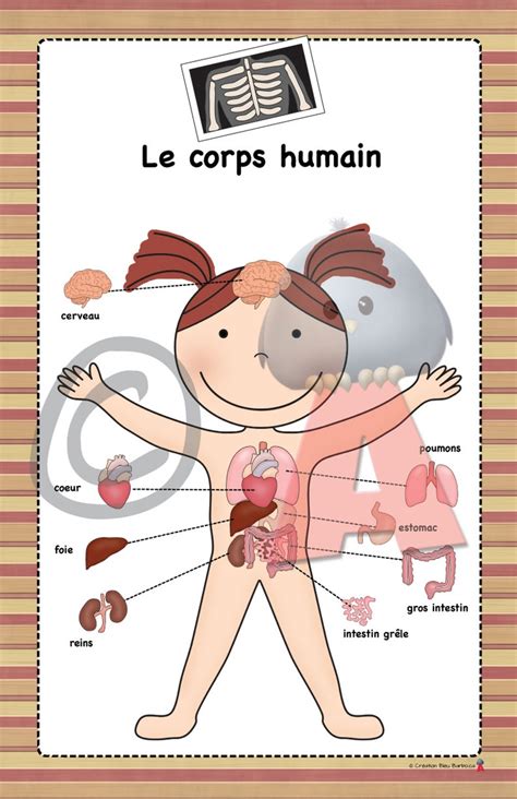 le corps humain fille homeschool activities ways  learning french lessons