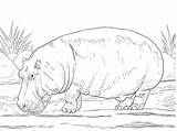 Colorare Ippopotami Hippo Hippopotamus Ippopotamo Flodhest 하마 Disegno Tegninger Amphibius Mammiferi Supercoloring 색칠하기 Kategorier sketch template