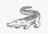Crocodiles Drawings Sketches Saltwater Webstockreview sketch template