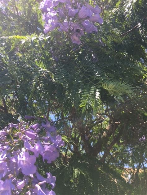 purple jacaranda tree seeds  etsy