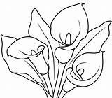 Anthurium Alcatraces Cala Planse Colorat Flori Bordar Pintar Clopotel Floare Kala Desene Floarea Calla Greu Roza Trandafiri Calas Seredipity sketch template