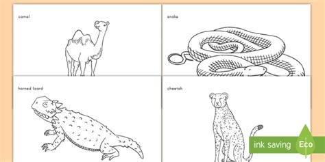 desert animals coloring sheets classroom resource twinkl