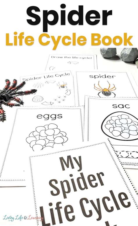 spider life cycle  kids